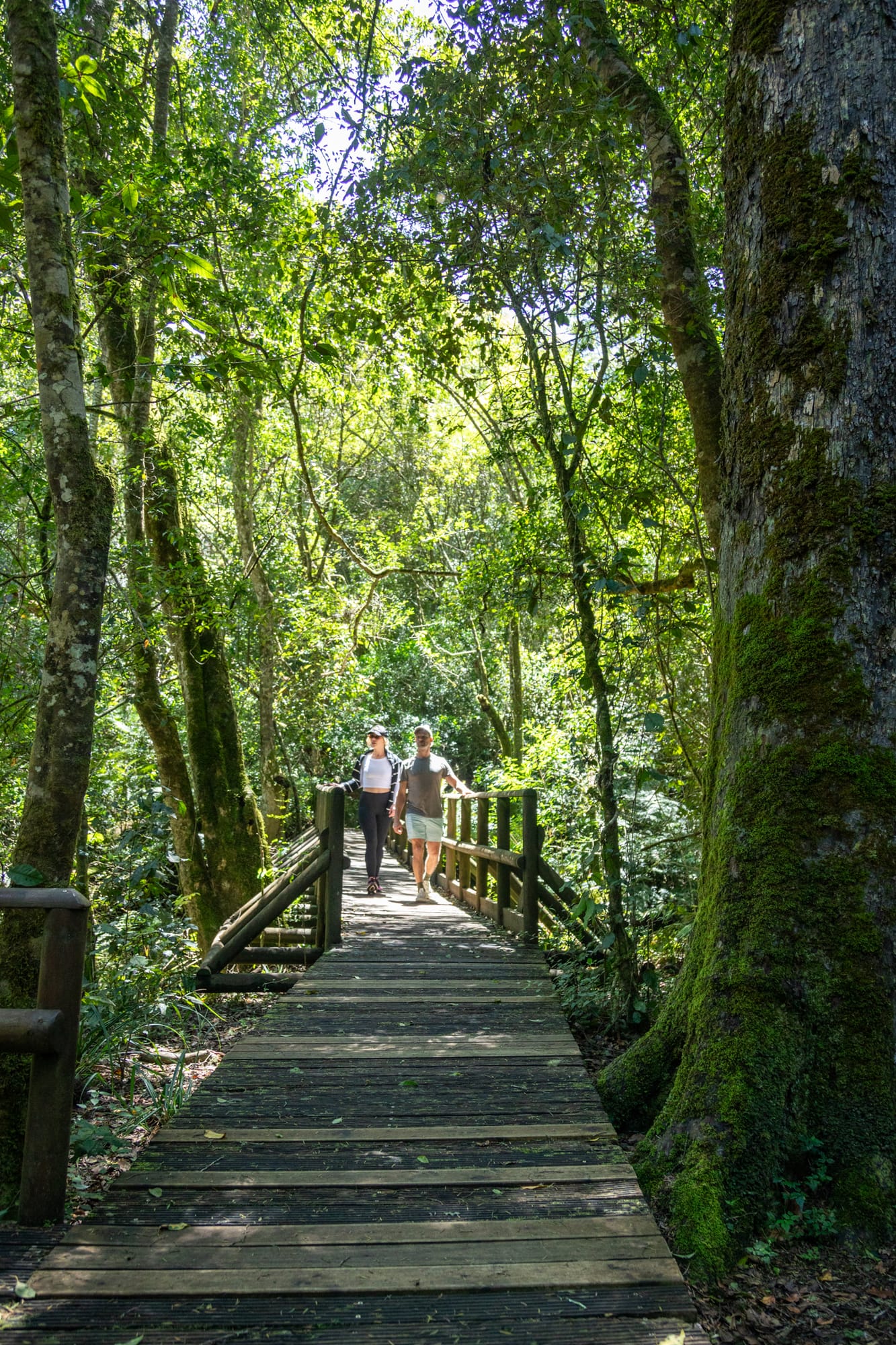 Knysna forest scenery